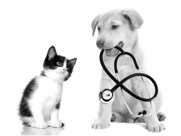 Finding Exceptional Veterinary Care in Saint Paul, MN: Your Guide to Animal Hospitals